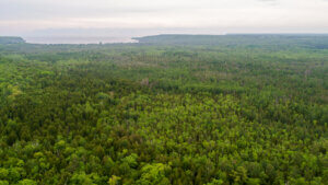 An aerial view of the Gibraltar Ephraim Swamp showing hundreds of green tree tops that look like broccoli.