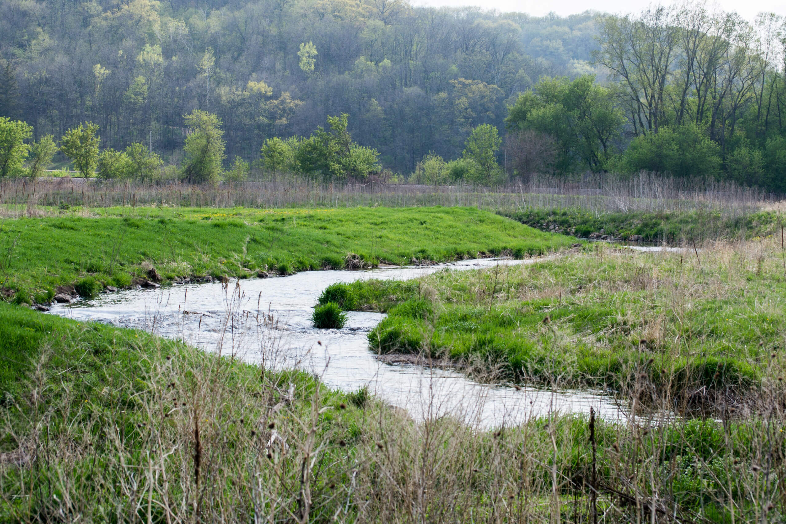 A narrow stream in a wetland surrounded by trees and marsh grass.
