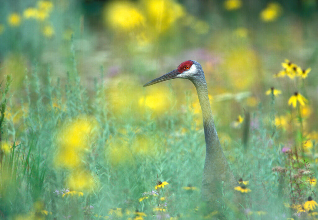 A sandhill crane walks through native prairie with yellow and purple flowers.