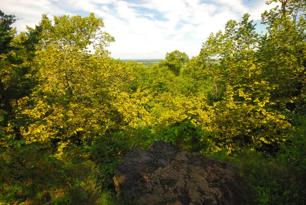 A forest along the Niagra Escarpment with bright yellow and green leaves.