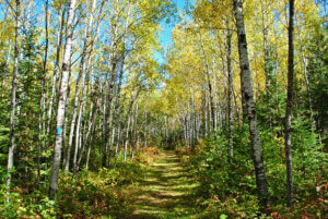 The North Country Trail with a narrow grassy trail straight through a stand of skinny trees on each side.