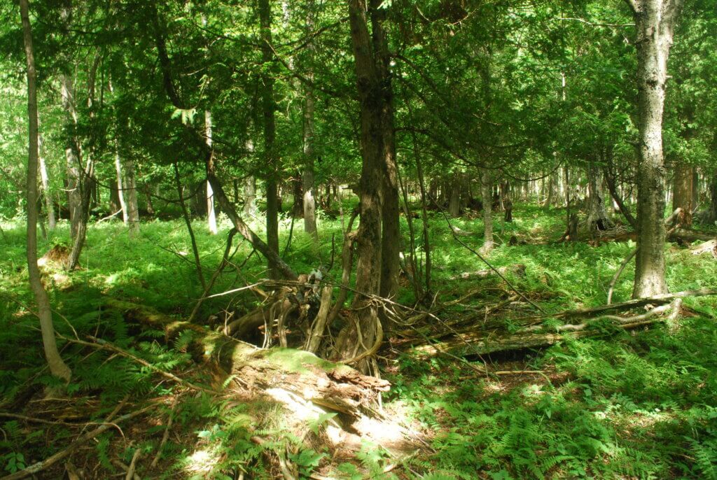 A forest in the Coffey Swamp State Natural Area showing the forest floor with a downed tree.