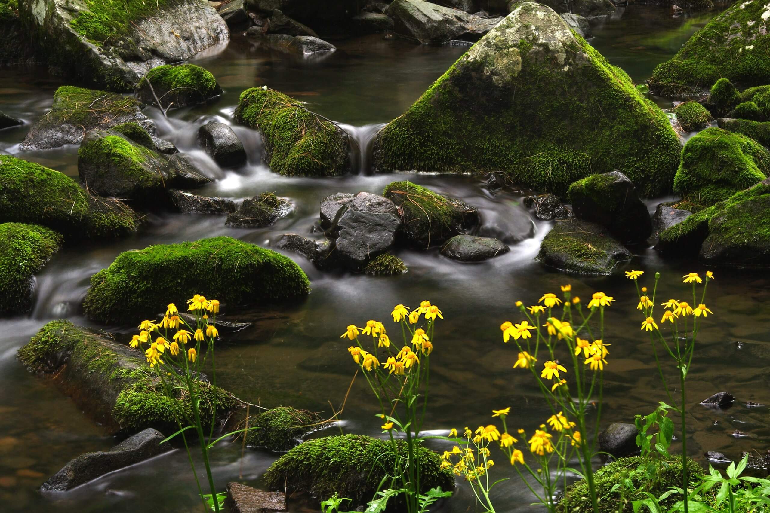 Flowers and moss-covered rocks along a stream at Baxter's Hollow.