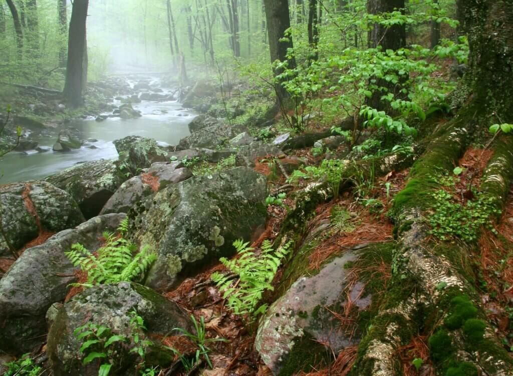 Flora and rocks along a stream at Baxter's Hollow.