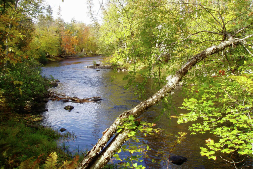 A creek flows through the Wild Rivers Legacy Forest, preservation of which was made possible by the Knowles-Nelson Stewardship Program.