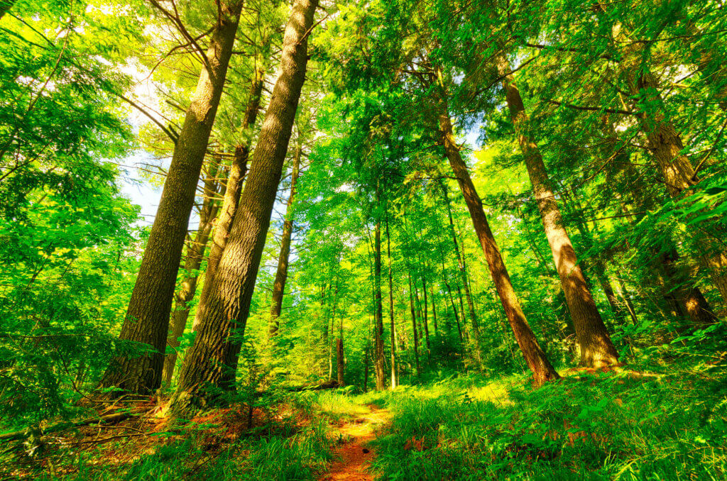 A forest in Taylor County, where Knowles-Nelson grants have created new recreational and economic opportunities.