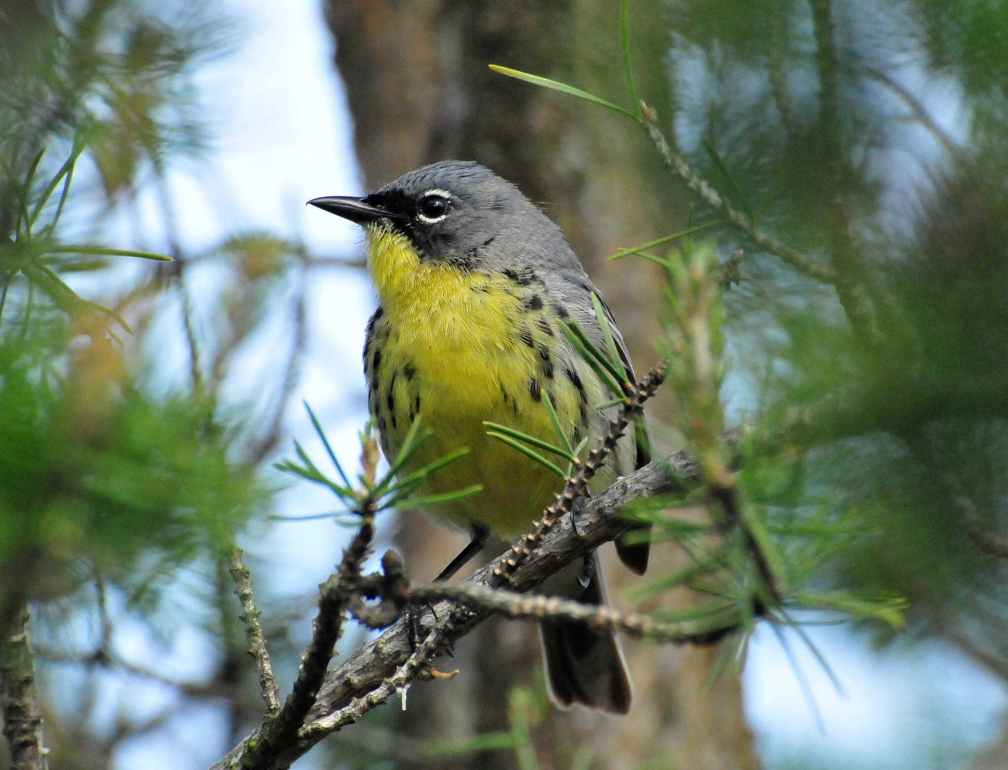 Kirkland's warbler in Wisconsin. Habitat for this and other species has been conserved by the Knowles-Nelson Stewardship Program.