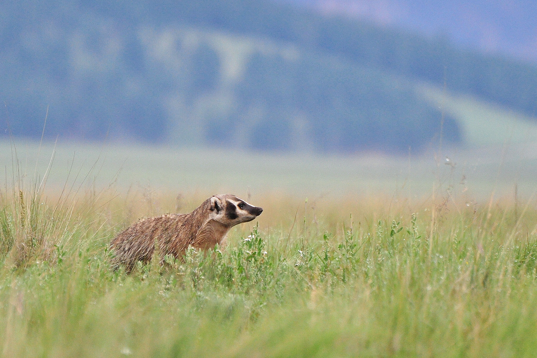 A badger in a field.