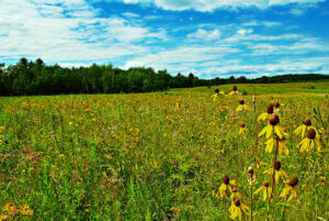 Prairie at Standing Cedars Community Land Conservancy, a site protected using the Knowles-Nelson Stewardship Program.