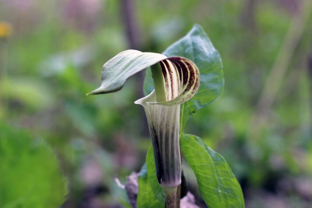 Jack-in-the-pulpit. Knowles-Nelson helps protect lands and ecosystems in Wisconsin.