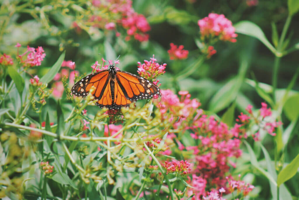A monarch butterfly on pink flowers.