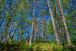 A county forest in Wisconsin with tall skinny trees with light colored trunks and green leaves.