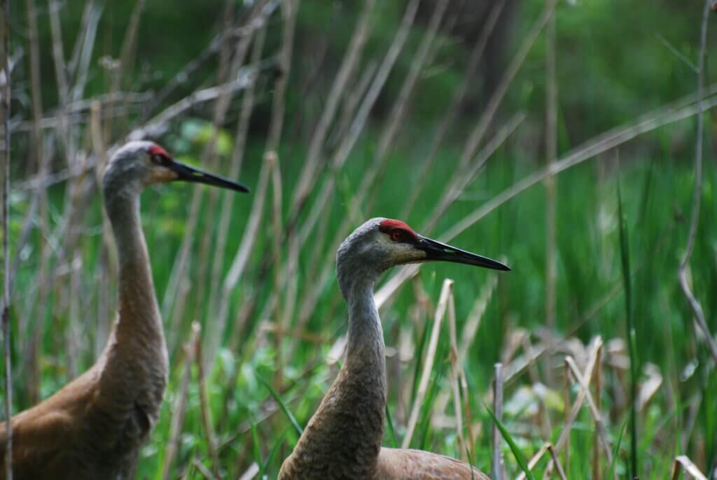 Two sandhill cranes up close in a marsh.