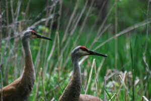 Sandhill cranes, one of many species who will need to adapt to a changing climate. Gov. Evers has proposed fighting climate change in Wisconsin by, among other things, renewing Knowles-Nelson.