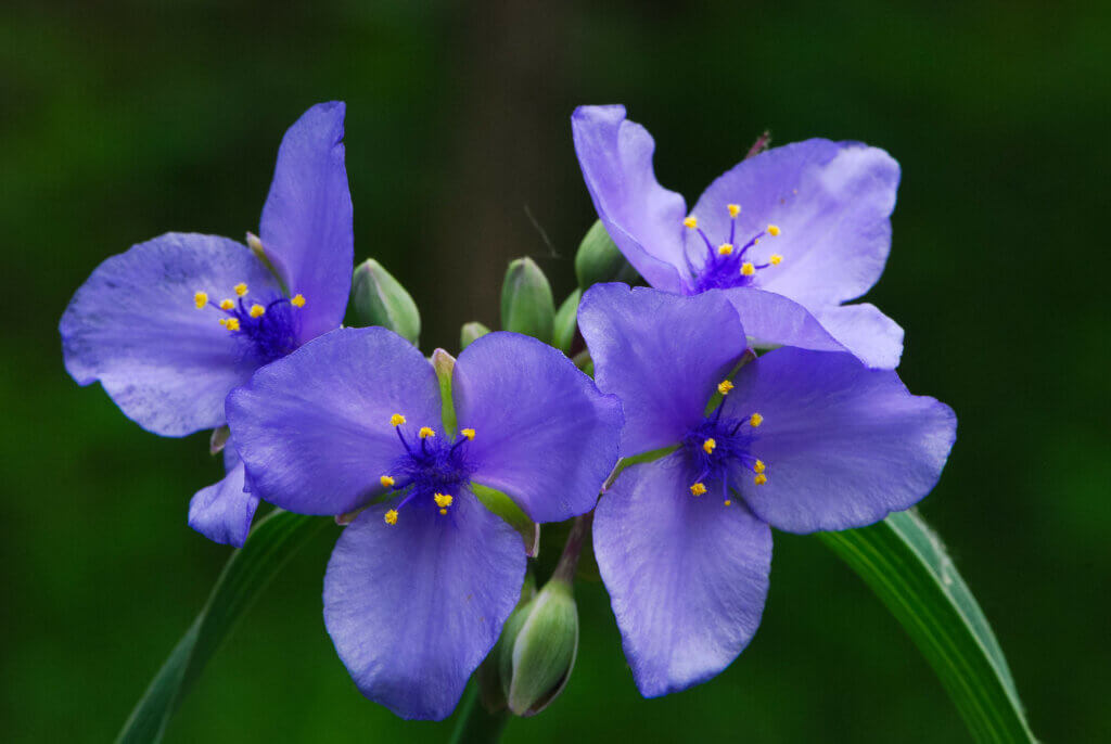 Spiderwort in bloom - purple petals with yellow centers.