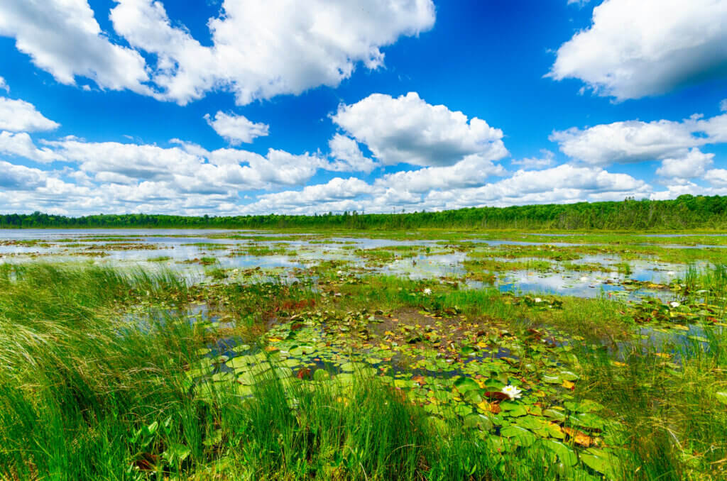Knowles Nelson Stewardship Program photo of wetlands with tall green grasses and shallow water with a bright blue sky and white fluffy clouds