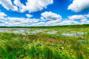 Wetlands with tall green grasses and shallow water with a bright blue sky and white fluffy clouds.
