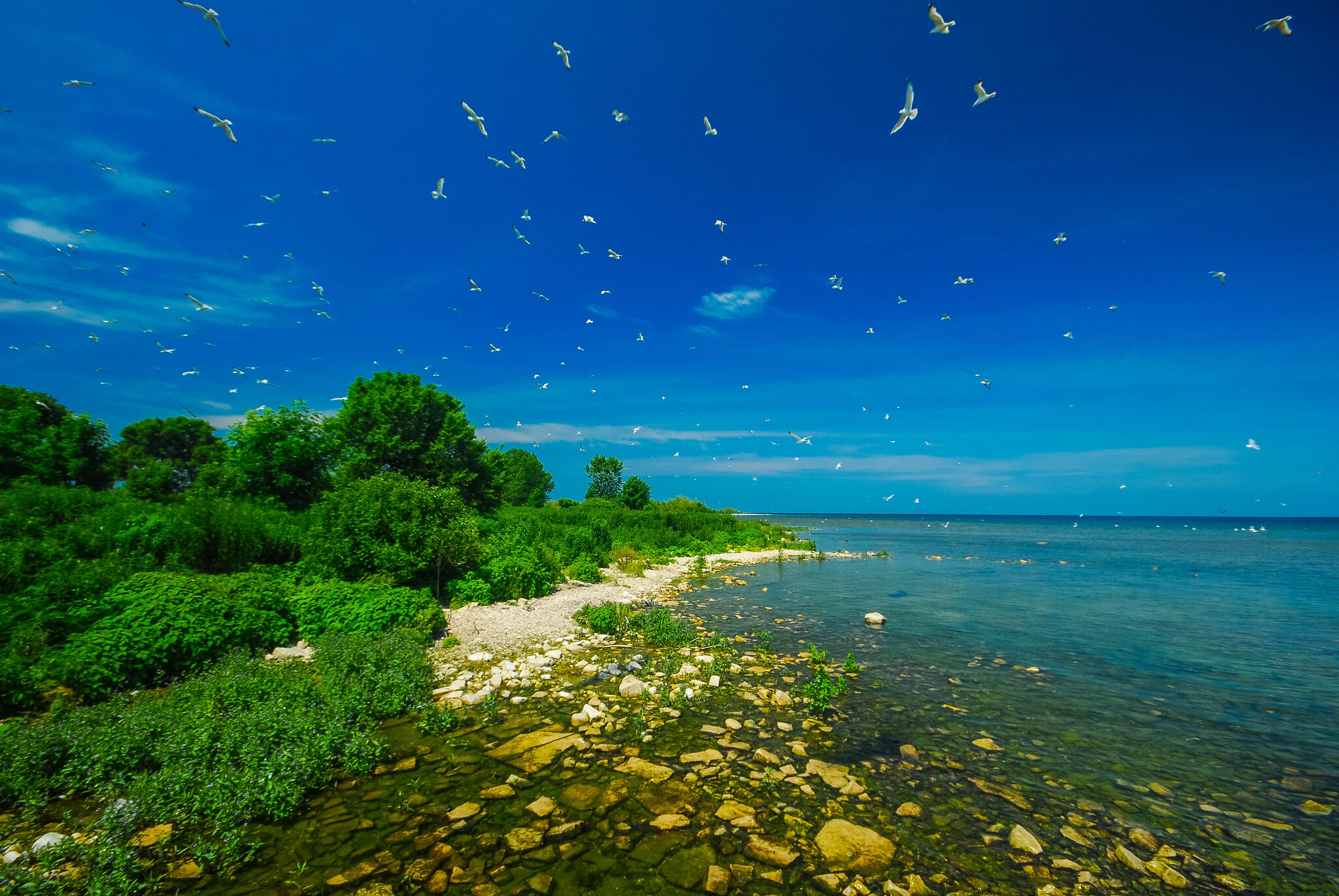 An island in Door County with a bright blue sky and dozens of white birds flying overhead.