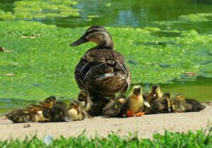 Mother duck and ducklings at the edge of a pond.