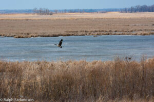 A single Canada goose flies over a wetland in winter.