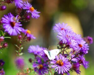 Purple aster flowers visited by a white butterfly and honeybee.