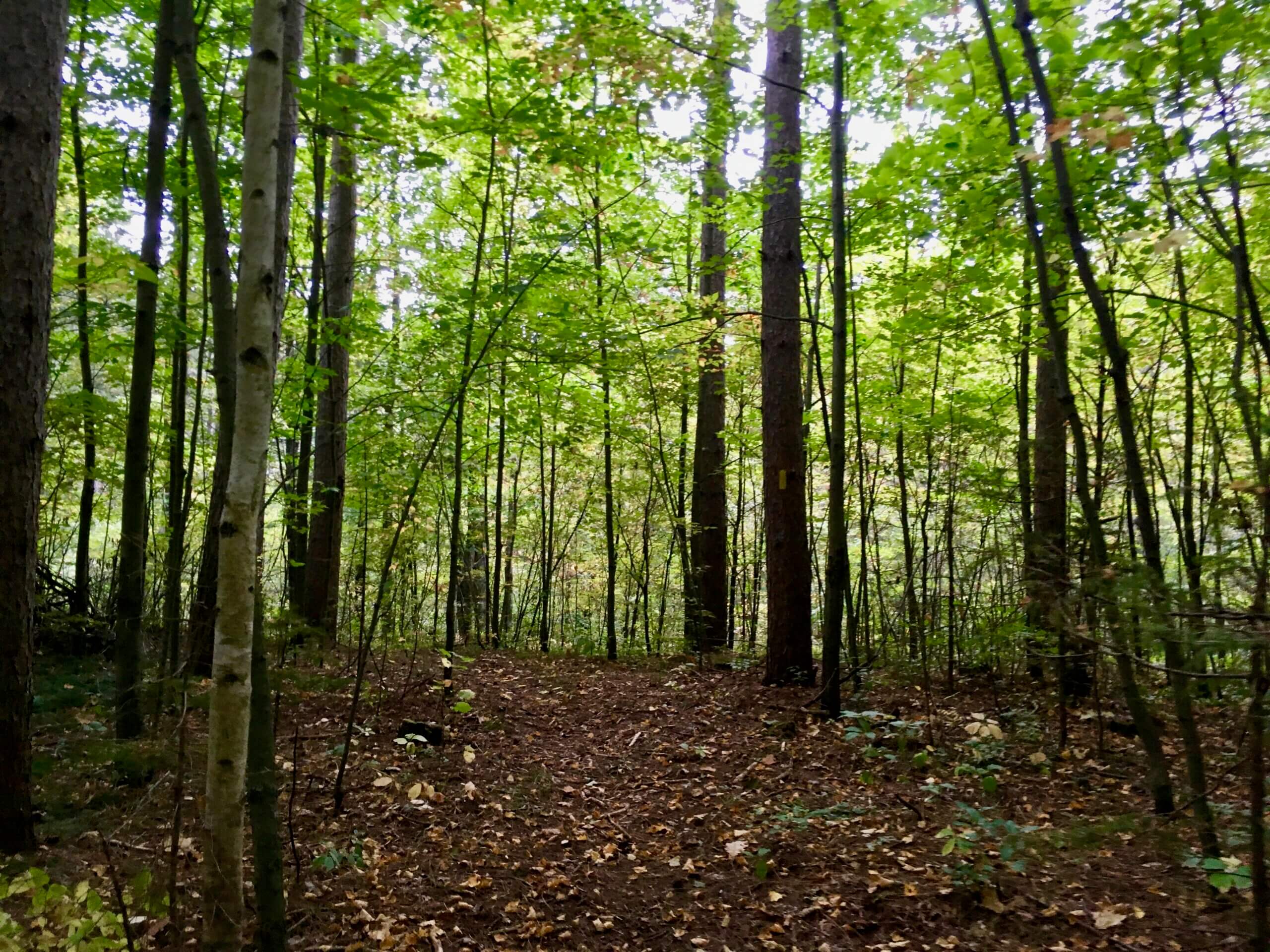 Leaf covered trail running through a stand of skinny trees with green leaves.