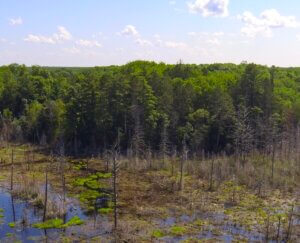 Knowles-Nelson Stewardship Program, a forest in northern Wisconsin with a boggy area transitioning into a thick stand of pine trees