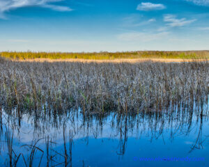 Shaded marsh in winter with blue sky and white wispy clouds in Baileys Harbor, Door County.