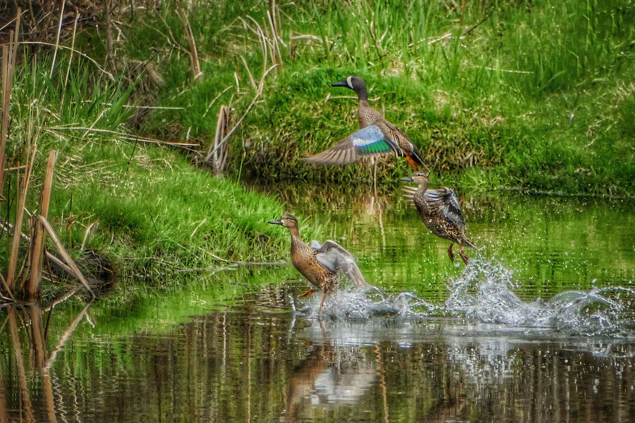 Three ducks taking flight from water next to a green sloping bank.