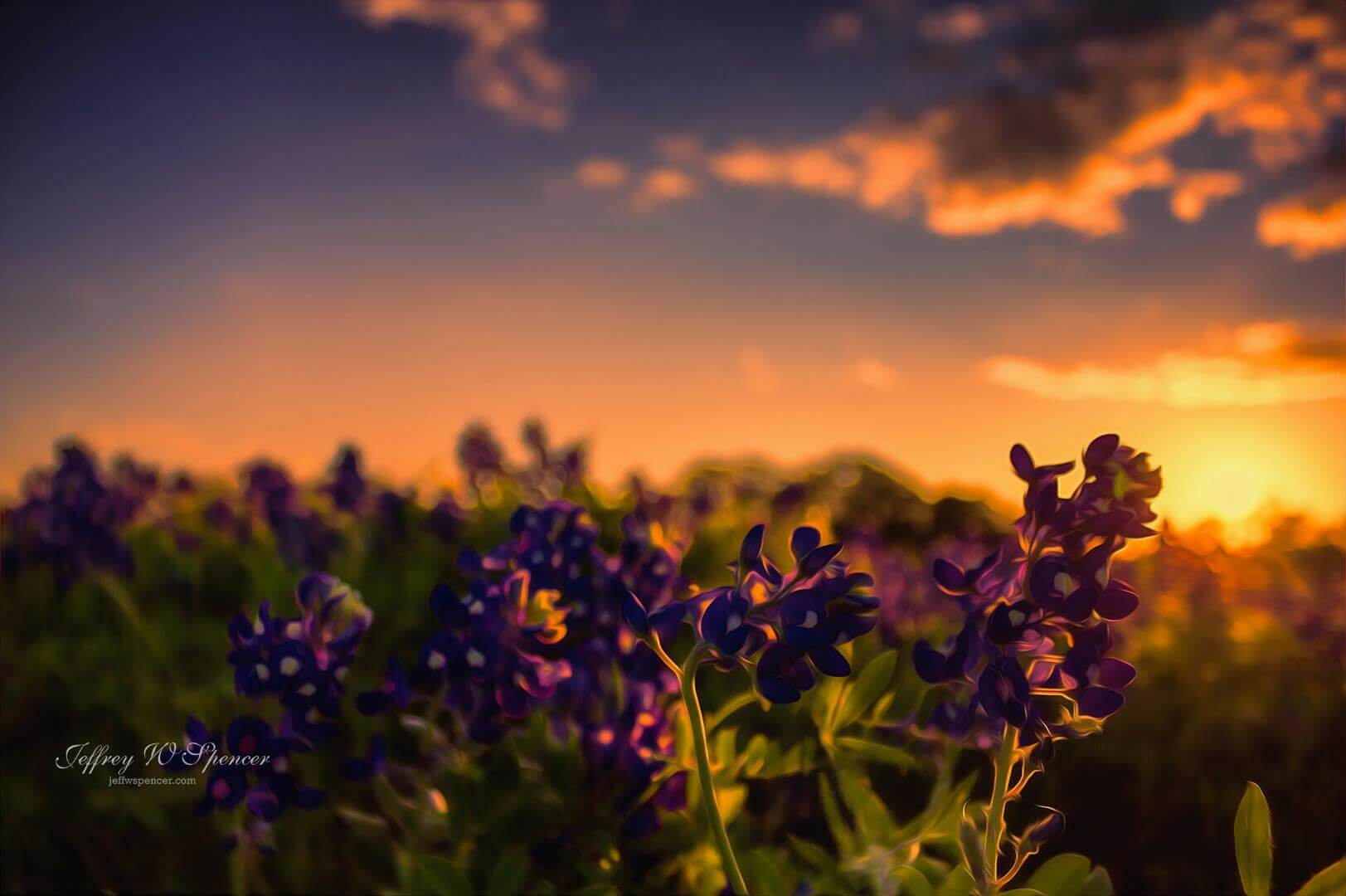 Close up of deep purple flowers low to the ground with a colorful sunset and wispy clouds in the background