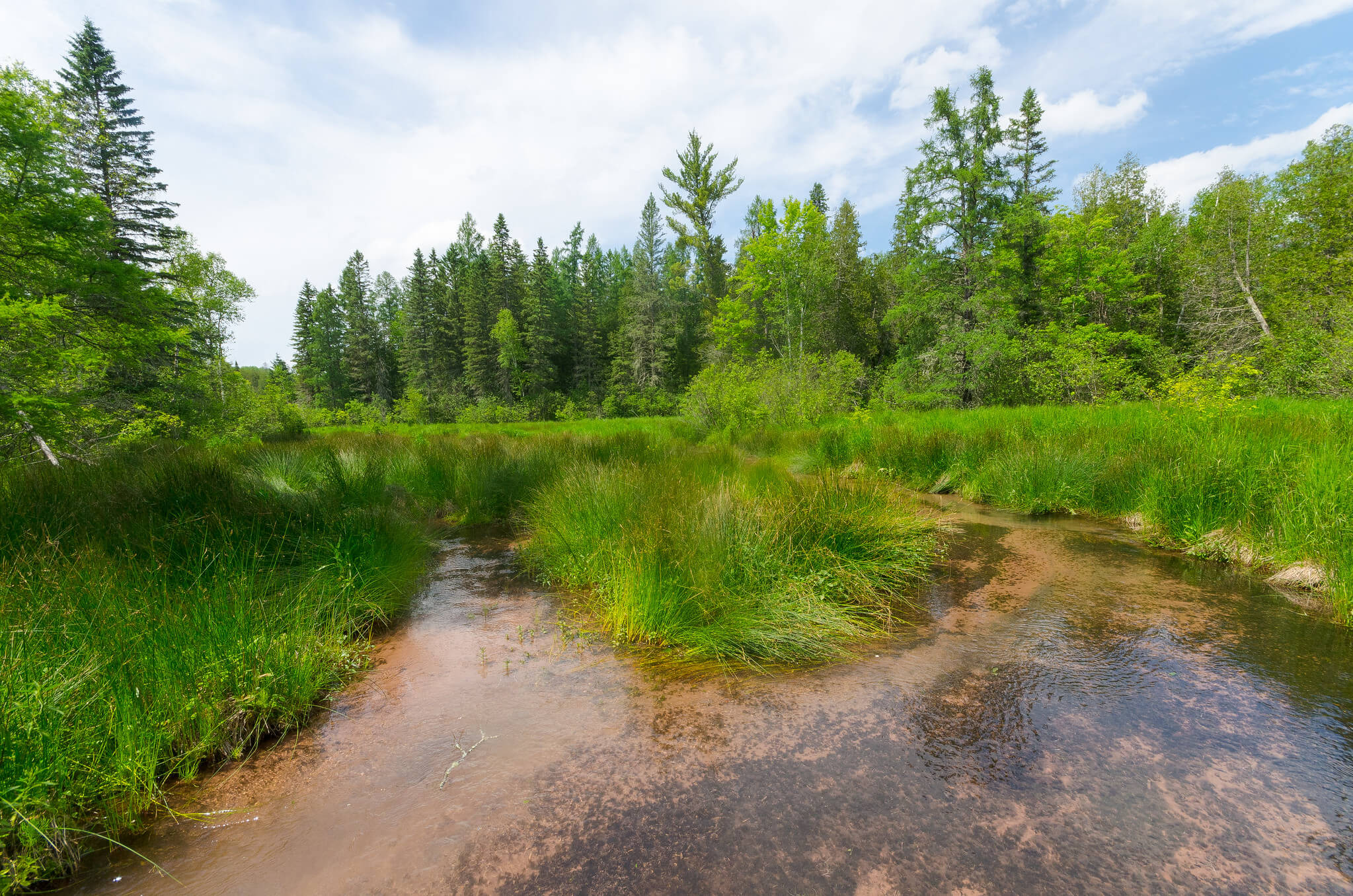 A trout stream in Wisconsin with a shallow bank leading into a marshy wetland surrounded by bright green grasses and trees.