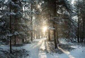 A snow covered forest in winter with pine trees blanketed in snow and the sun peaking through an opening in the woods.