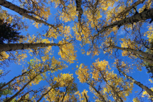 Looking up at the tops of aspen trees with yellow leaves towering above in a bright blue sky.