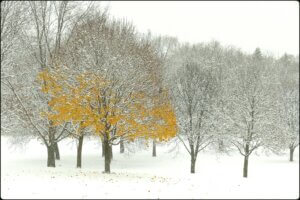 Trees in a snowy park with brown leaves clinging on to some branches.