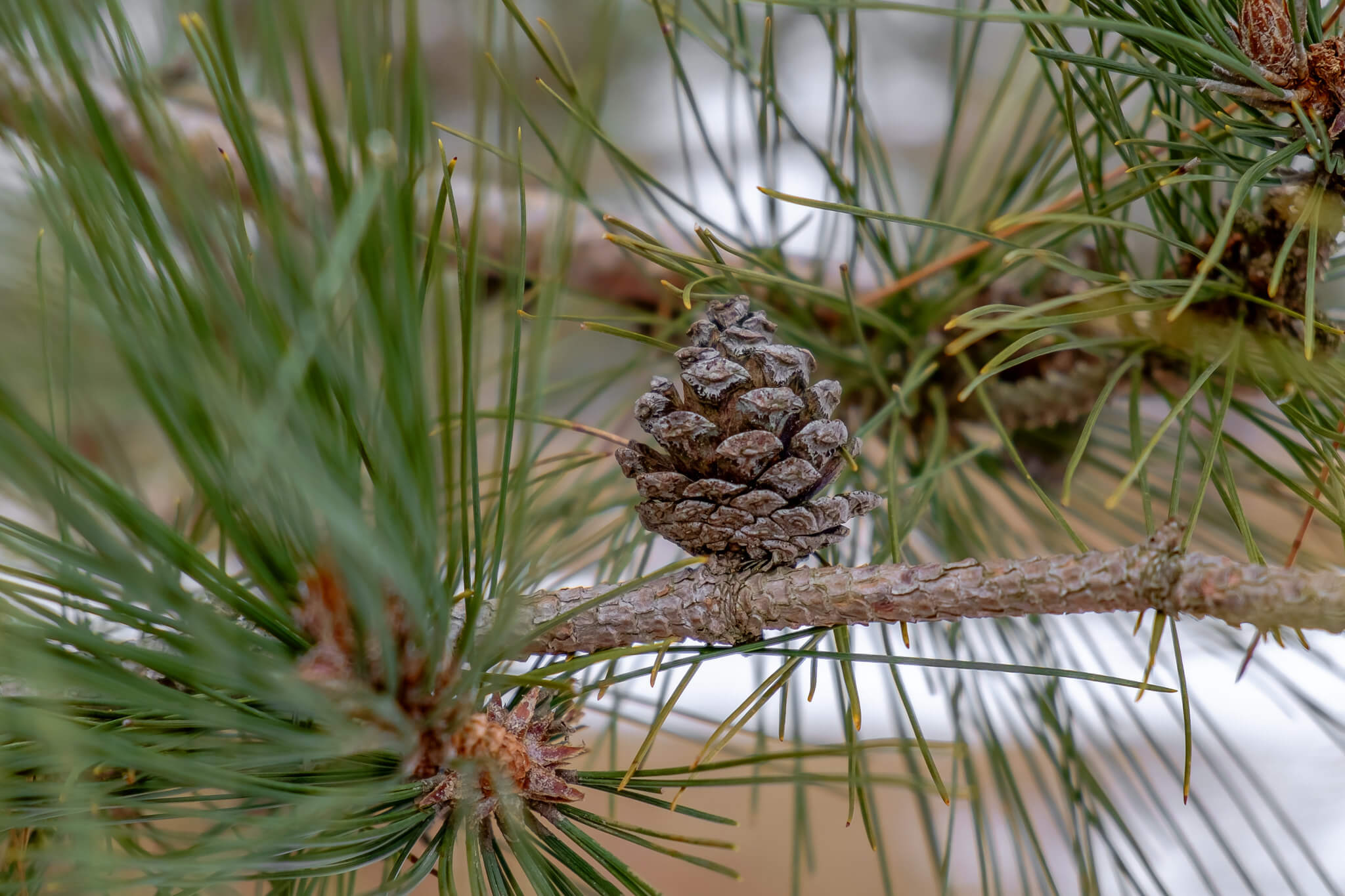 Knowles-Nelson Stewardship Program - close up of a single small pinecone on a branch
