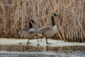 Two Canadian geese standing on a frozen spot in a wetland.