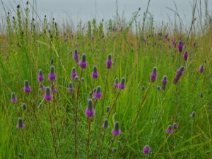 Knowles-Nelson Stewardship Program - purple prairie clover in a green field