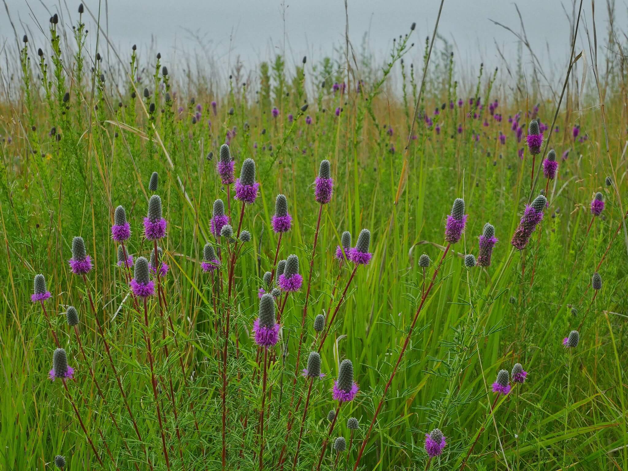 Purple prairie clover in a green field.