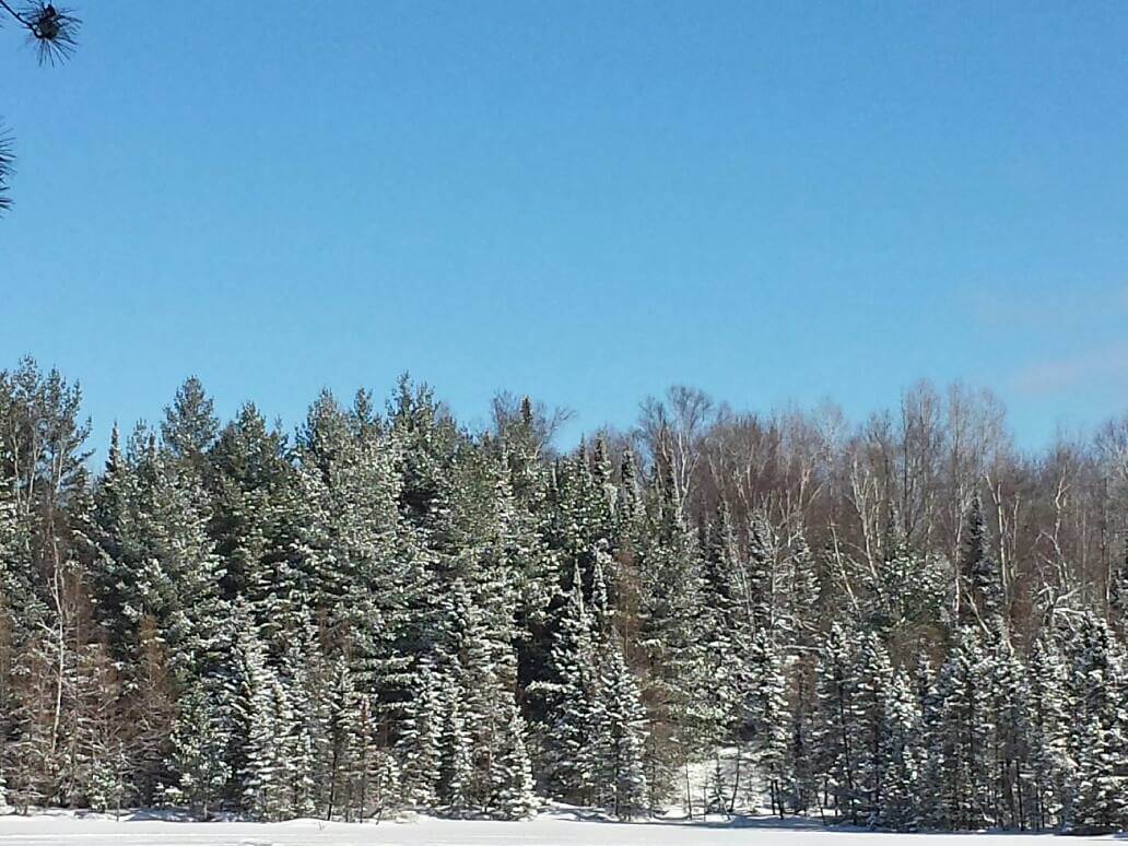Knowles-Nelson Stewardship Program - winter in the forest, snow covered pine trees packed tightly together amidst a backdrop of blue sky