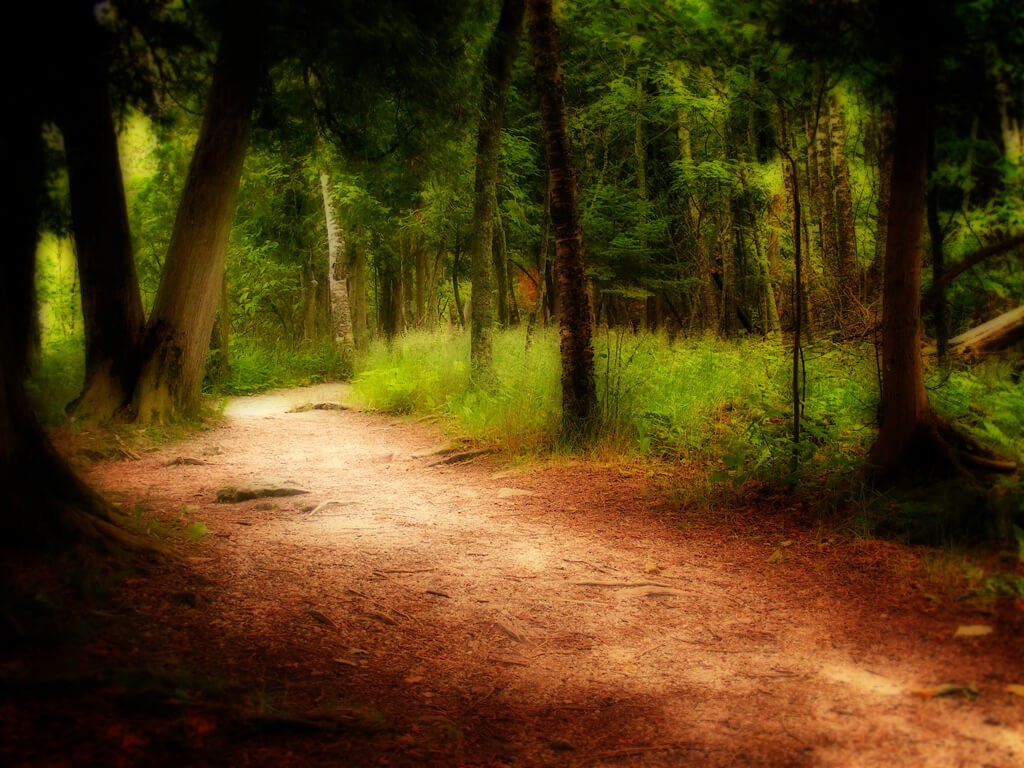 A brown hiking path surrounding by trees and lush green foliage,