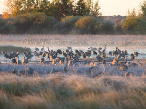 Dozens of birds in a foggy field at dawn,