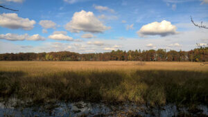 A vast expanse of wetland with a line of trees in the background and a blue sky with patchy white clouds,