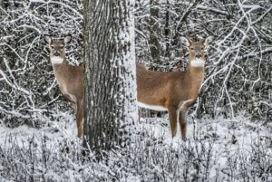 Two whitetail deer peeking out from behind a thick tree in a snow covered forest,