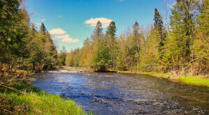 A deep blue river running down the middle of tree lined banks of forestland with green and brown pine trees and a blue sky with a few wispy white clouds,