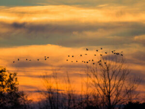 A burnt orange sky at sunset streaked with clouds, branches of dormant trees, and a few dozen birds flying.
