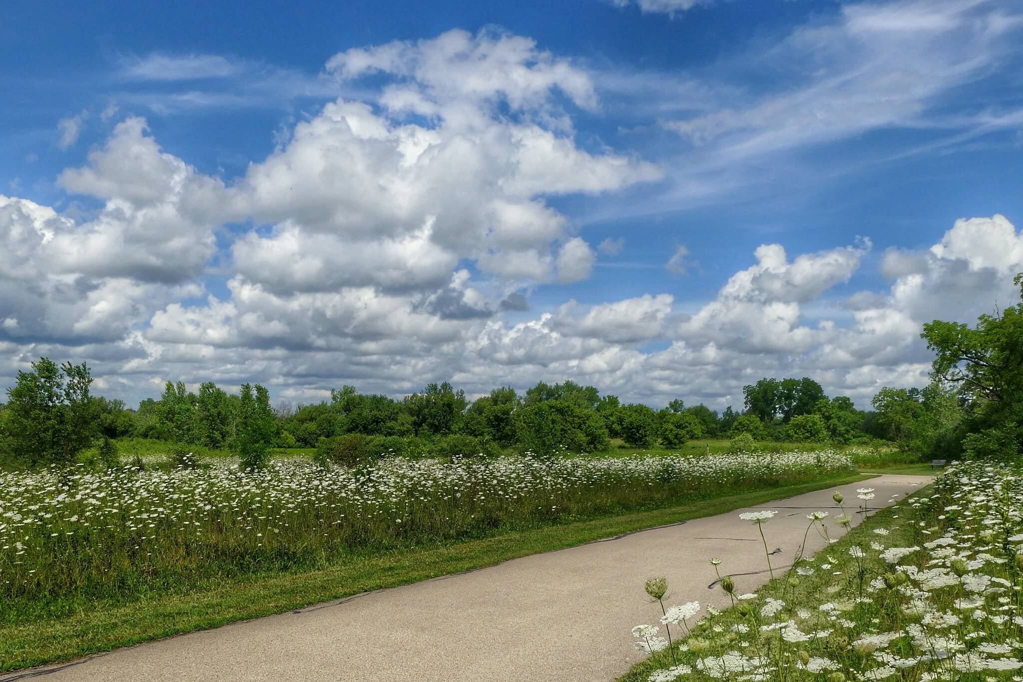 A paved bike trail in summer surrounded by fields of green grass and white flowers.