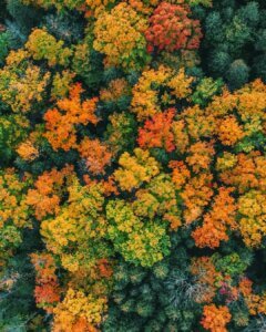A forest from above during the fall with red, orange, and green trees.