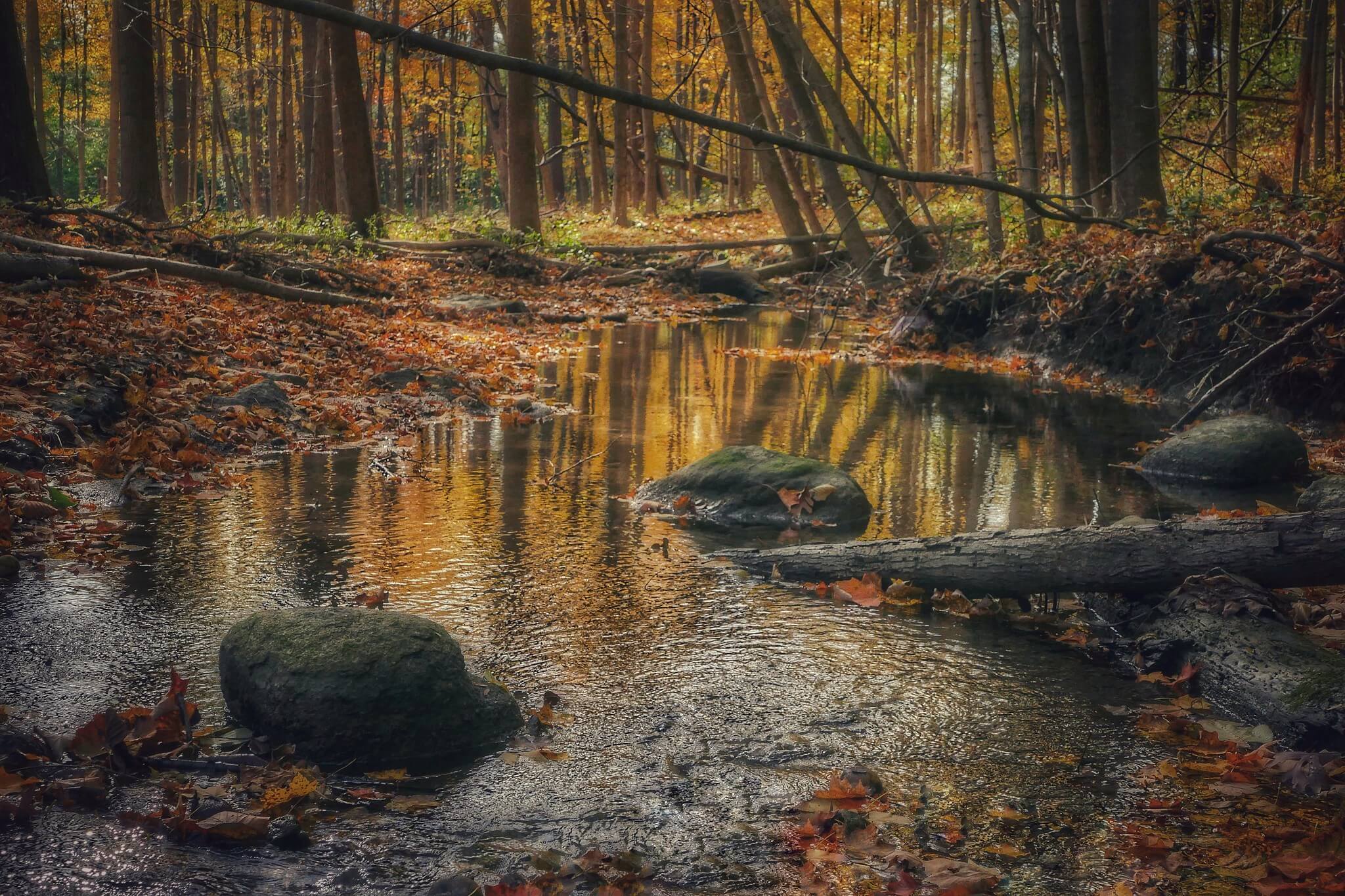 Knowles-Nelson Stewardship Program - dark and dense forest area in fall with muddy brown water amidst dozens of skinny brown trees trunks and a reflection of yellow leaves off the water