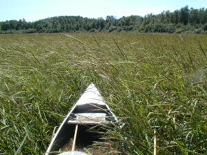 A metal canoe floating in a thicket of wild rice that looks like wispy green grass with a background of a forest.
