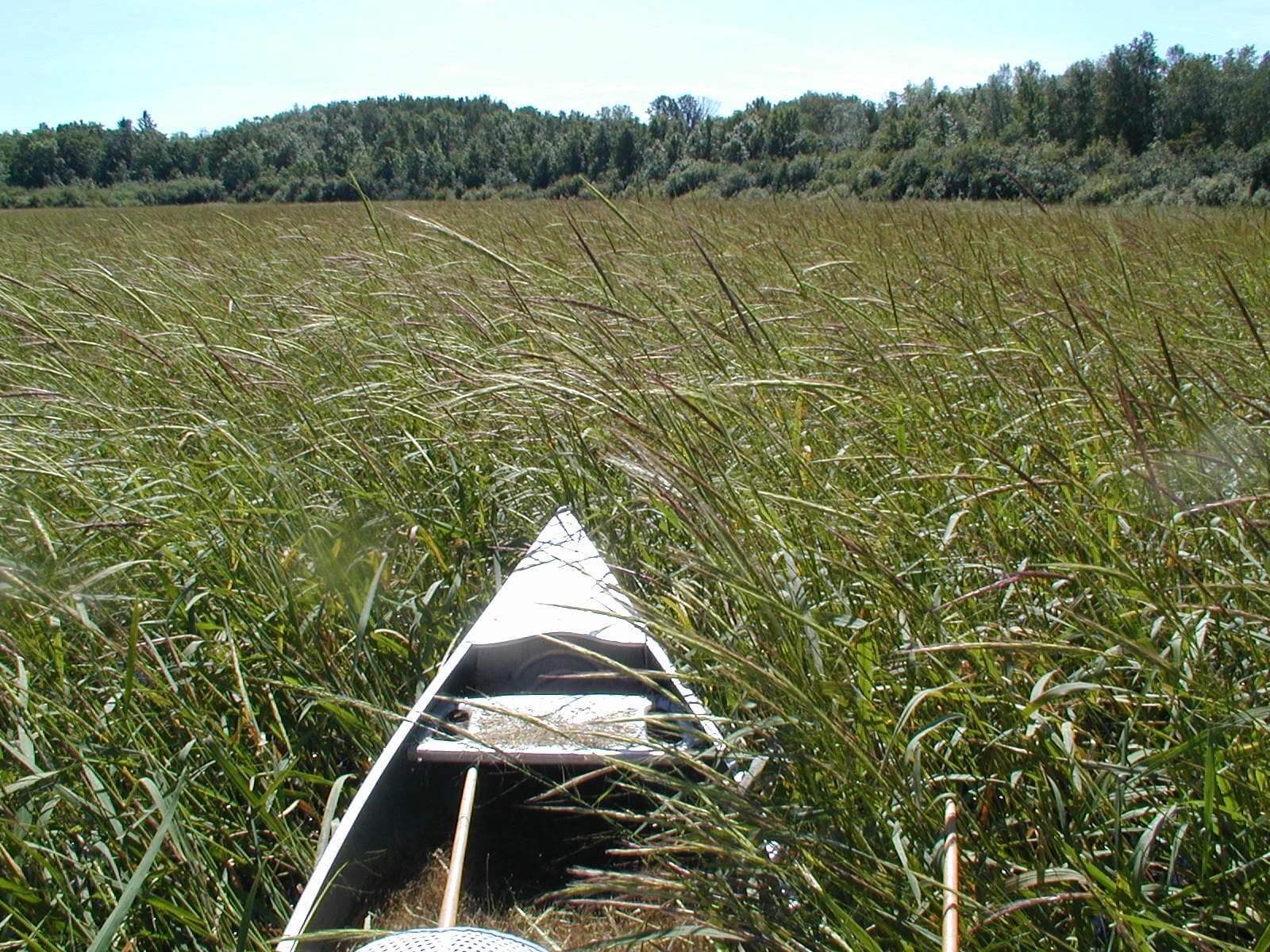 Knowles-Nelson Stewardship Program - a metal canoe floating in a thicket of wild rice that looks like wispy green grass with a background of a forest